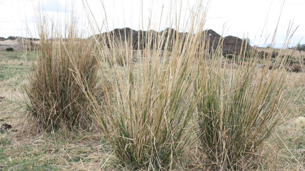 Three clusters of tall, brown, dry-looking grass shoot up from the ground.