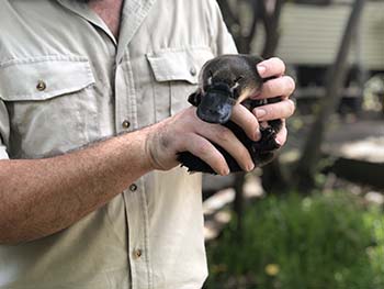Image of Jarrah the juvenile platypus.