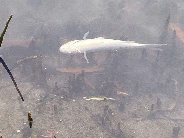 Image of fish in Eagle Farm creek