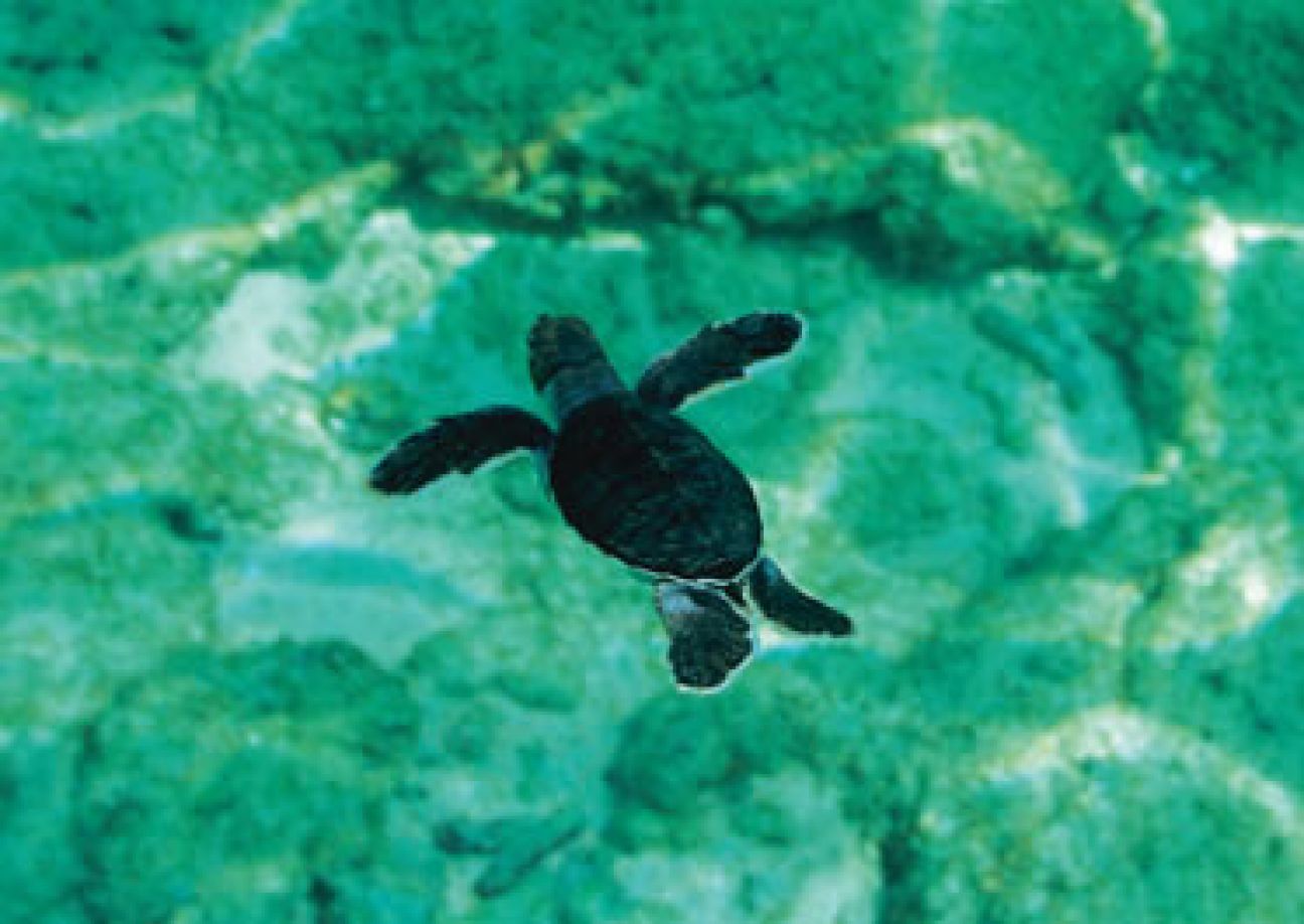 Marine Turtle Conservation and Stranding Response—Mackay Region ...