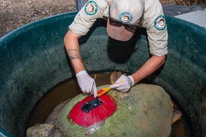 Ranger attaching tracker to loggerhead turtle