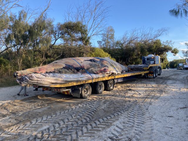 Photo of the stranded whale which been removed from the beach and buried in a nearby national park.