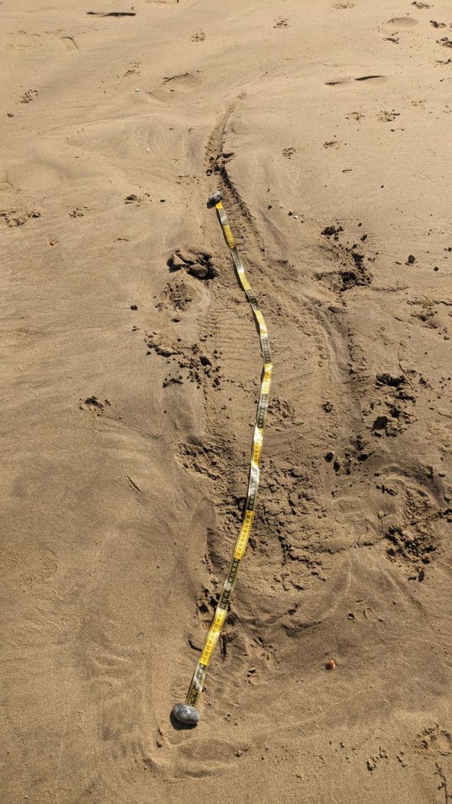 The crocodile left its imprint on Capricorn Coast beaches.