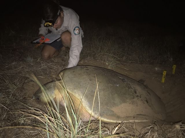 Flatback Turtle X23103 1 