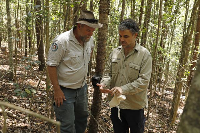 14 more critically endangered Nangur spiny skinks have been released into their natural habitat west of Gympie