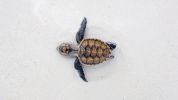 An aerial photo of a hawksbill sea turtle hatchling on white sand