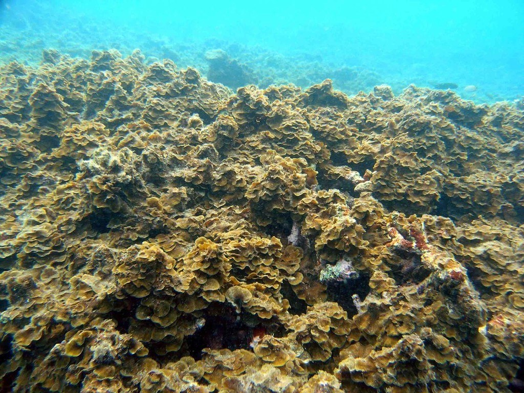 A frilly-looking dark green mat of lobophora covers the sea floor. 