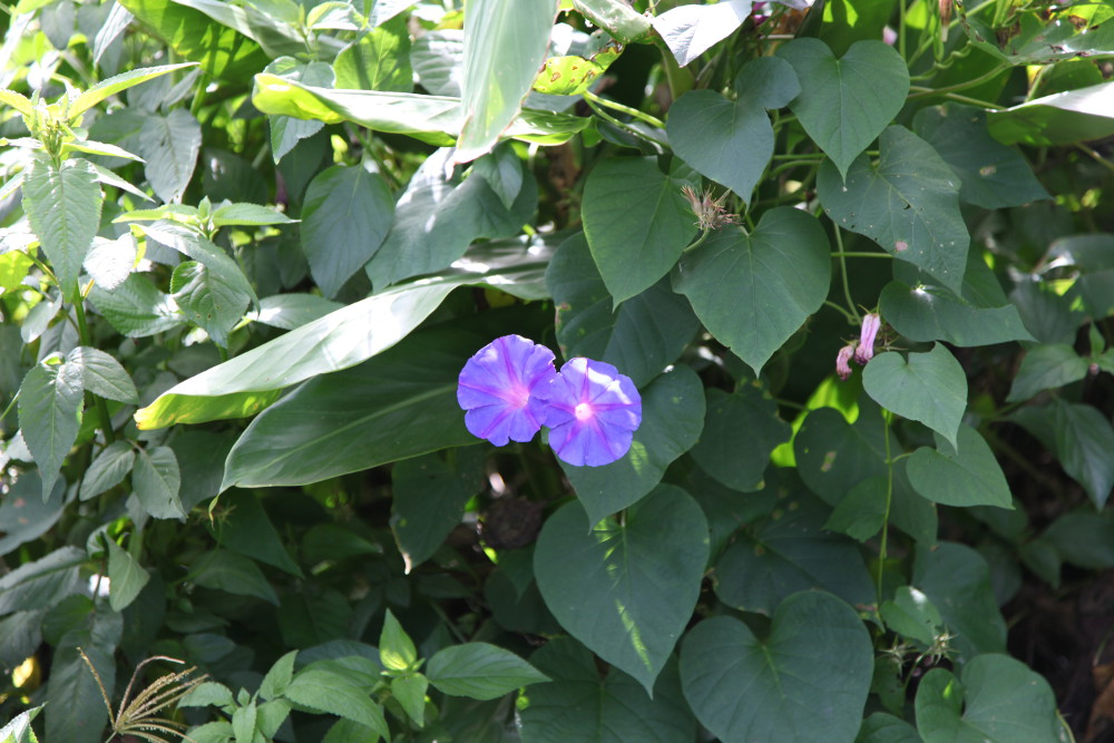 Blue morning glory vine with two vibrant purple-blue flowers and numerous heart-shaped green leaves.