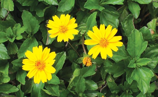 Bright yellow Singapore daisies on a background of deep green leaves.