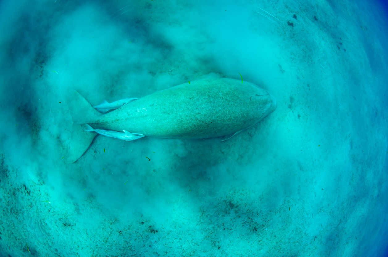 Aerial view of a dugong resting on the sea floor surrounded by blue water.