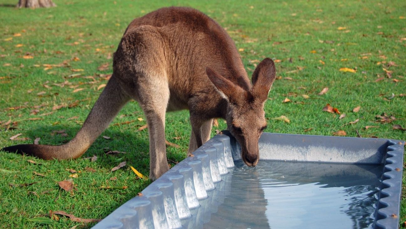 A kangaroo bends over to drink from a blue plastic trough of water.