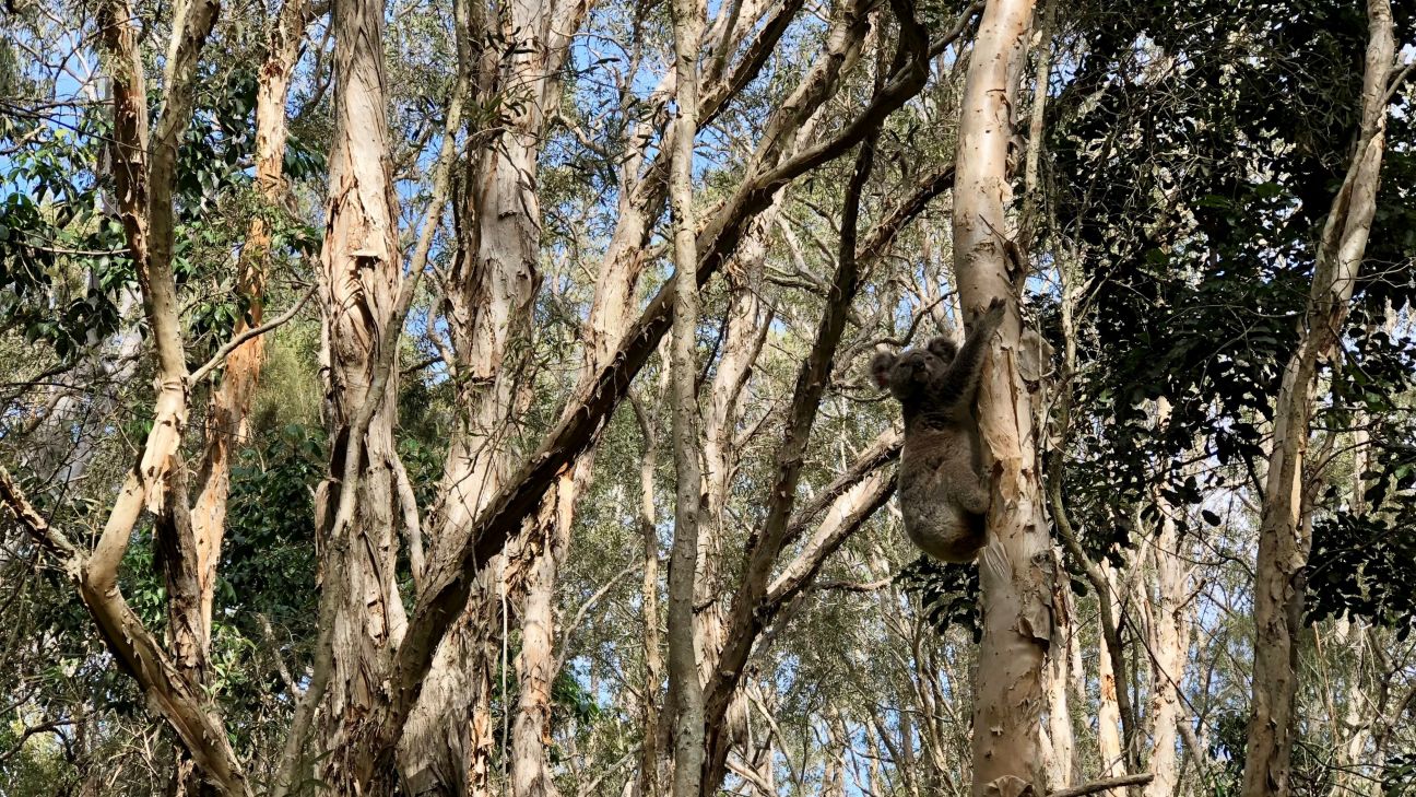 A grey koala clings to a melaleuca tree.
