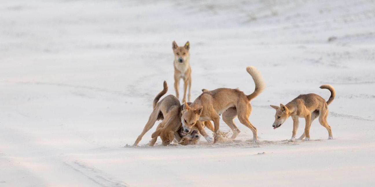 Four dingoes interact on a wide sandy beach. Three dingoes are engaged in playful social behaviour in the foreground, kicking up sand as they wrestle, while a fourth dingo stands watching in the background. The beach is otherwise open and sparsely featured, with the light-coloured sand stretching into the distance.