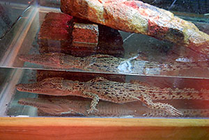 Image of crocodile after rescue.