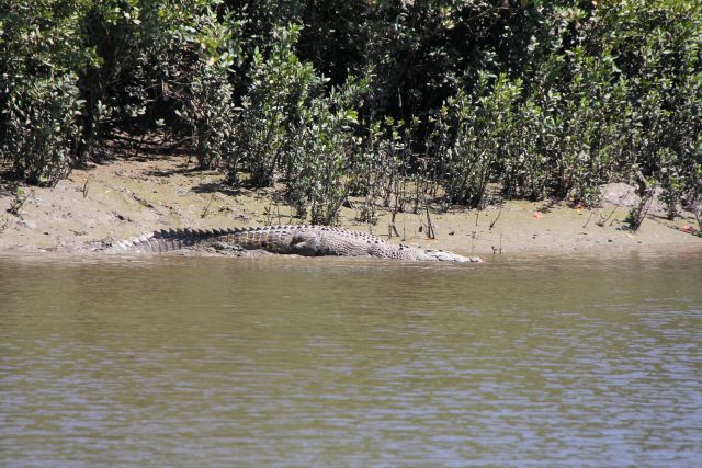 The crocodile is estimated to be around 4m long.