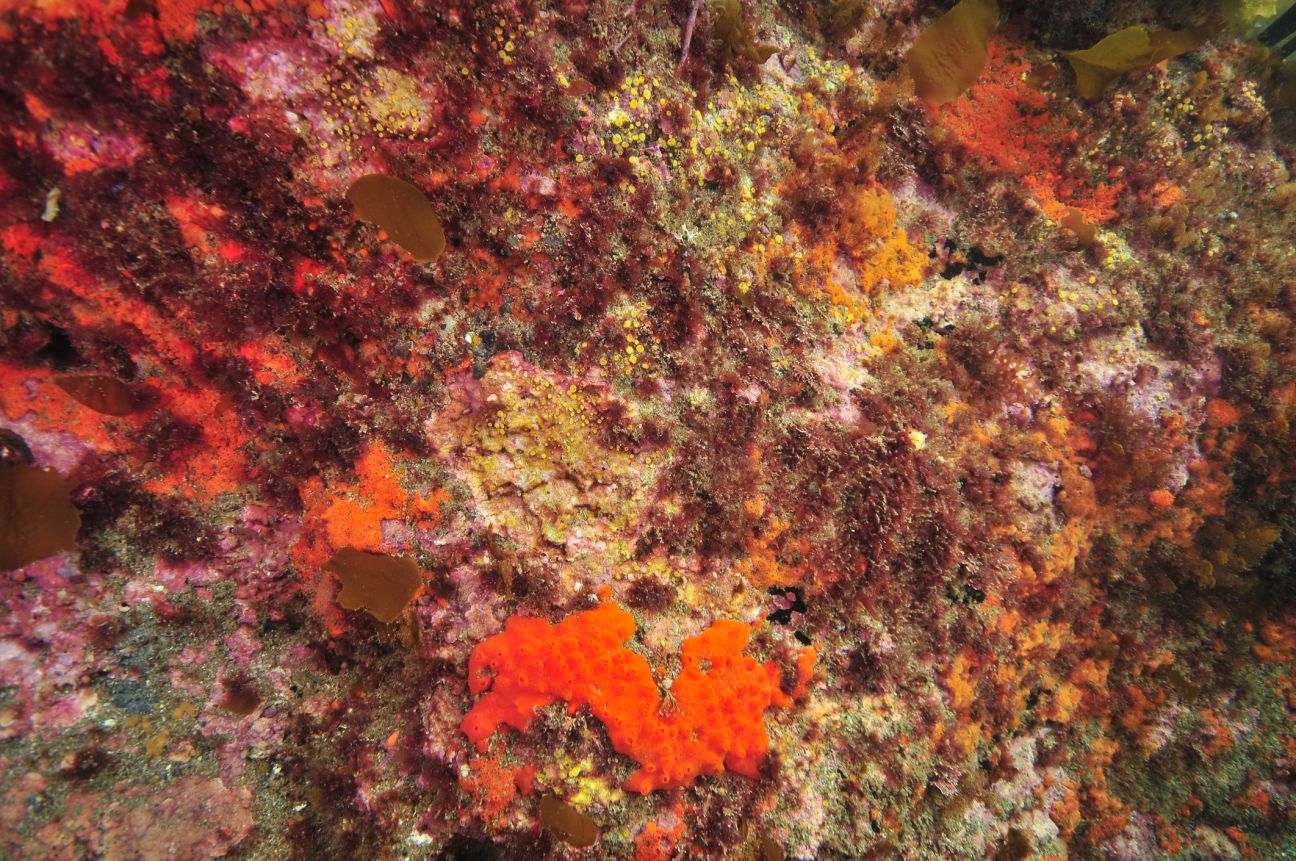 Rocky reef wall covered with colourful encrusting invertebrates and pink algae.