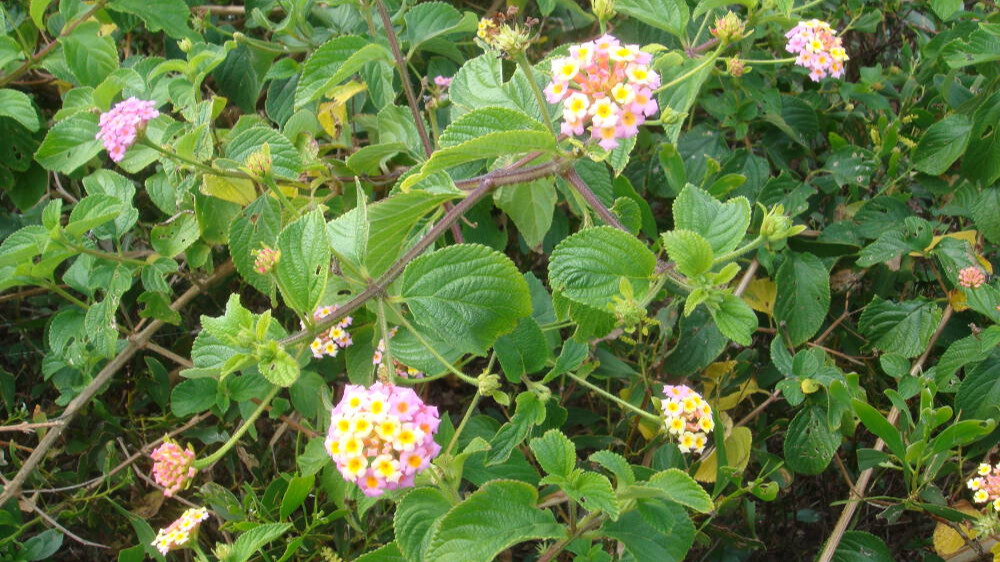 Lantana plant with clusters of small pink, yellow, and orange flowers surrounded by dense green foliage.