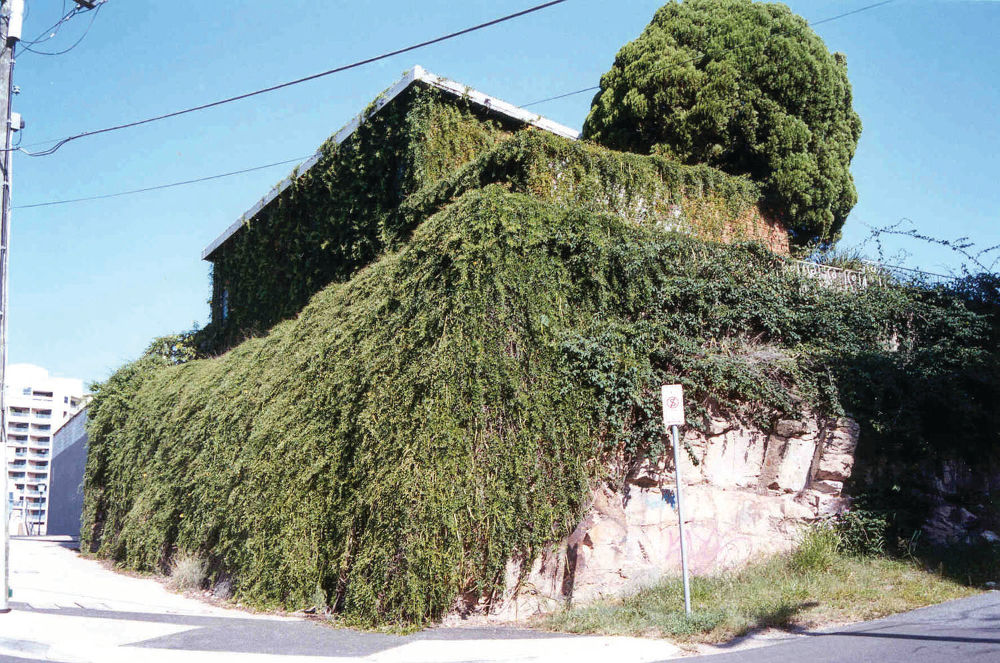 A cat's claw creeper plant envelops the side of a grey concrete building.