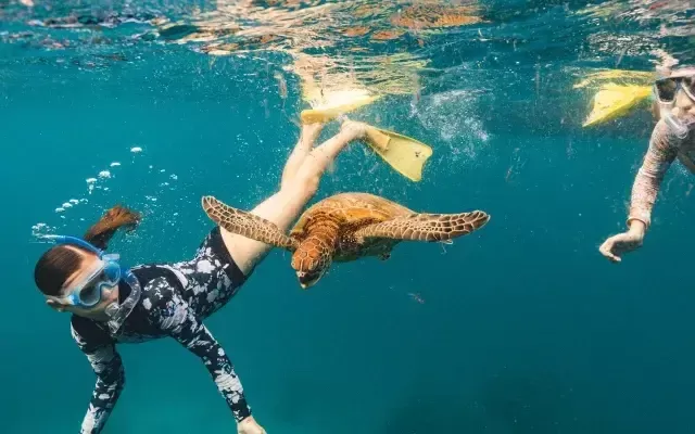 Photo of children snorkelling alongside a sea turtle