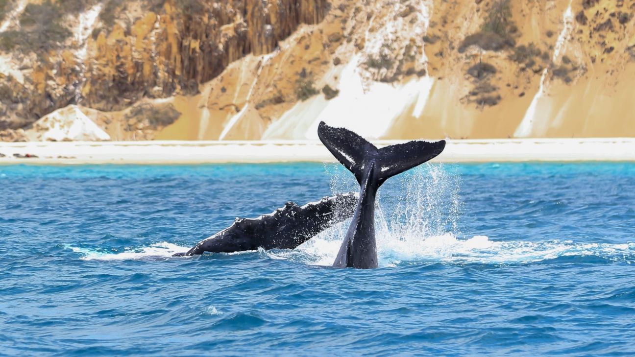 A humpback whale raises its tail above bright blue ocean water, sending spray into the air as it dives. In the background, a sandy beach and steep, multicoloured sand cliffs line the shoreline, creating a dramatic coastal backdrop under clear daylight.