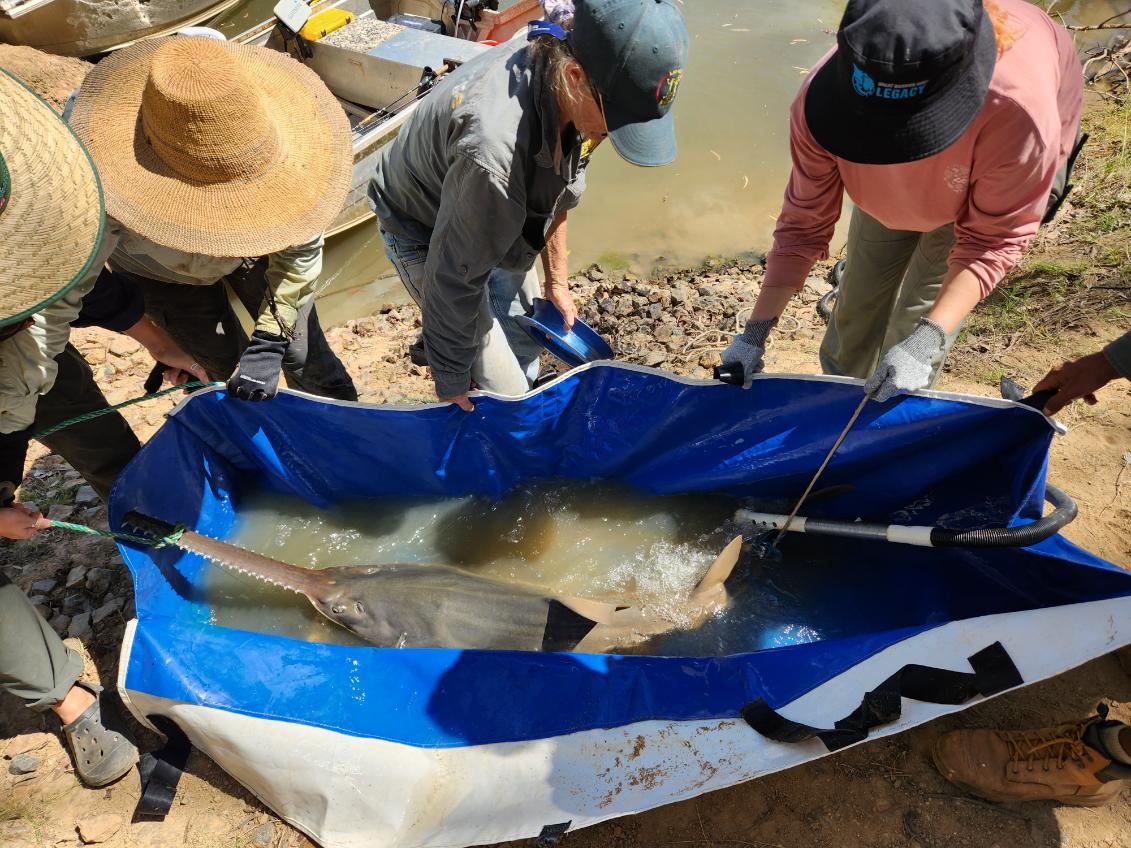 Several people work together on a riverbank to handle a large sawfish in a portable water-filled cradle beside a boat, supporting the animal during a conservation or research activity.