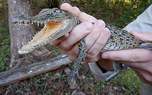 Image of crocodile seized from Chermside.