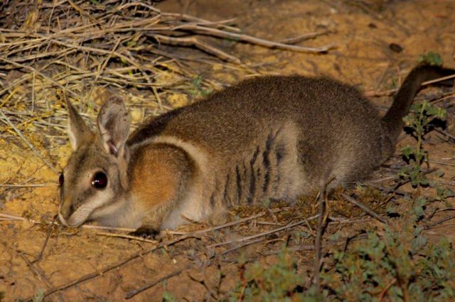 Image of an adult bridle nail-tail wallaby at Taunton National Park (Scientific)