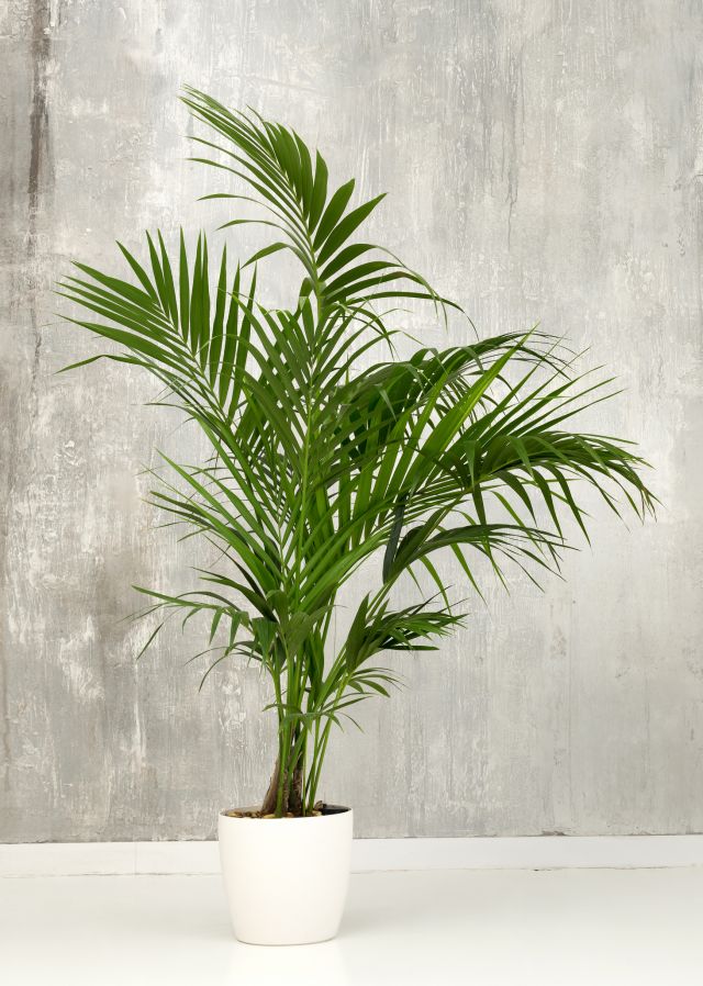A potted Kentia palm plant growing in a small white container against a grunge grey wall