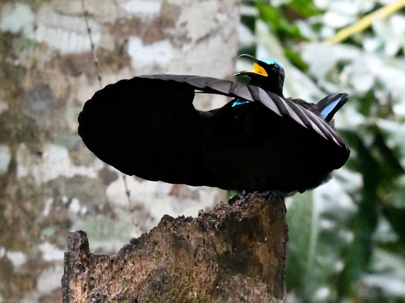A Victoria's riflebird (Ptiloris victoriae) courtship display