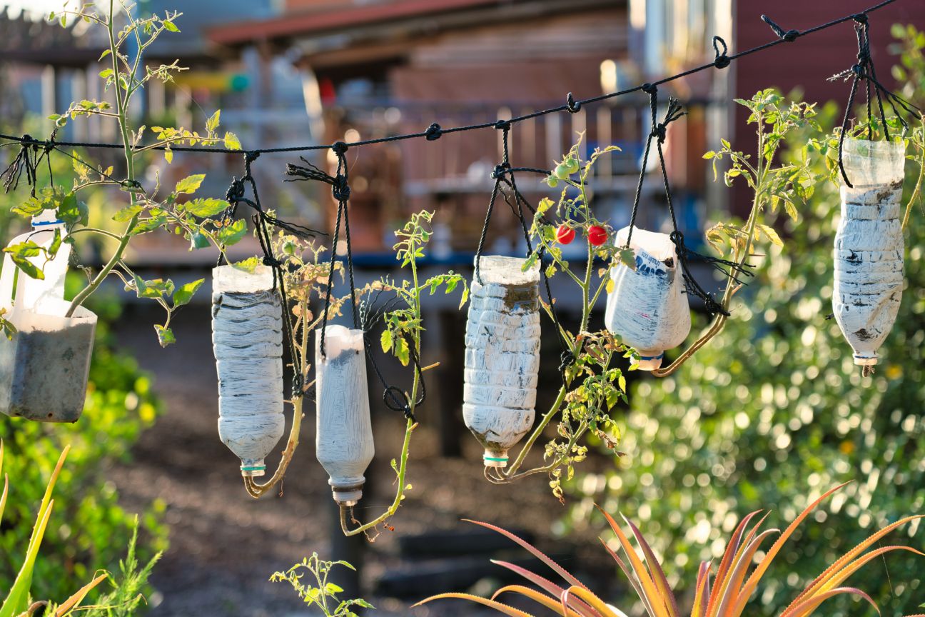Organic tomato plants growing from recycled plastic water bottles.