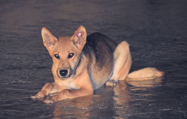 Photo of the dingo before it was harmed