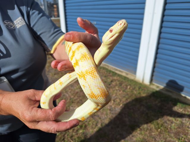Photo of an albino python