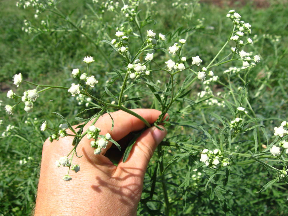 A hand holding a sprig of small white parthenium flowers with green stems on a green background.