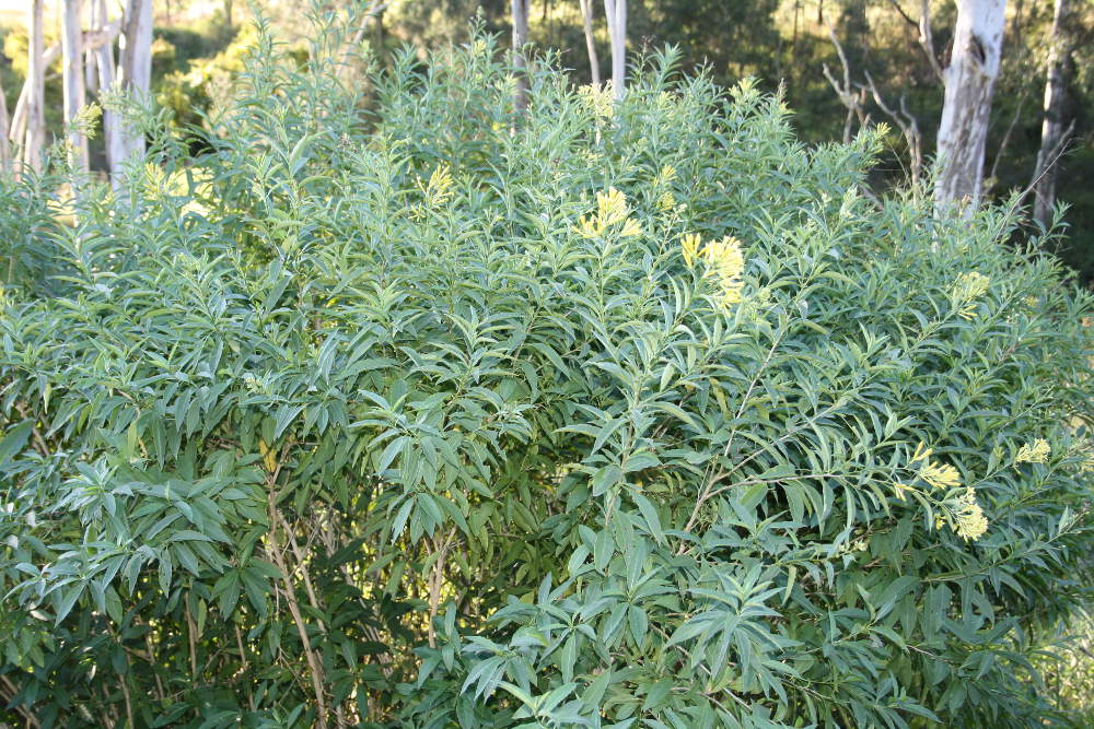 A patch of green cestrum leaves in the bush.