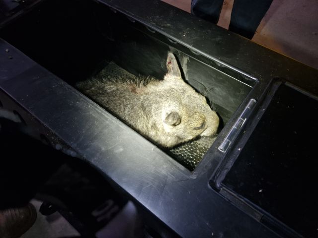 Eleven wombats were taken from Epping Forest National Park (Scientific) to Powrunna State Forest.