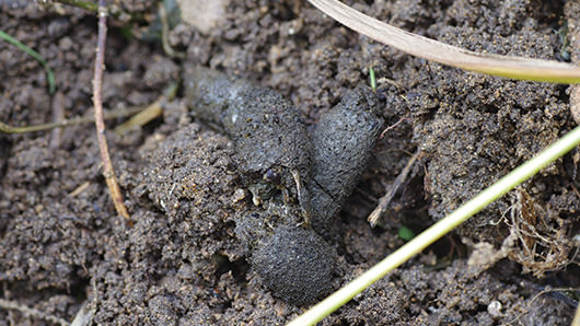 Rough, dark brown scat camouflaged against brown dirt.
