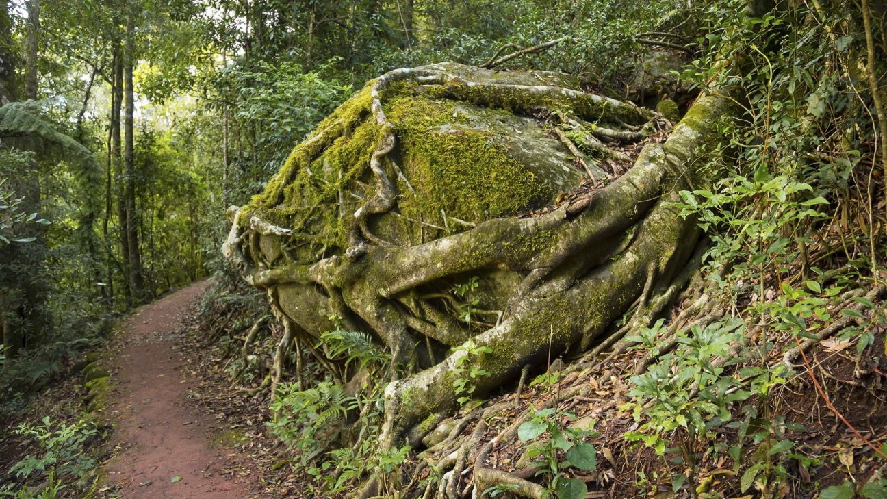 A narrow dirt walking trail in the rainforest. To the right of the trail is a large, mossy boulder with thick tree roots wrapped around it.