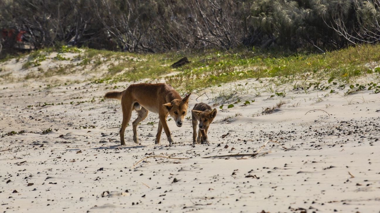 An adult dingo and a dingo pup walk across a sandy beach bordered by low dunes and coastal vegetation. The pair are moving side by side along the shoreline, with sparse grasses and shrubs growing in the pale sand behind them. The scene highlights the natural habitat of dingoes in a coastal environment.