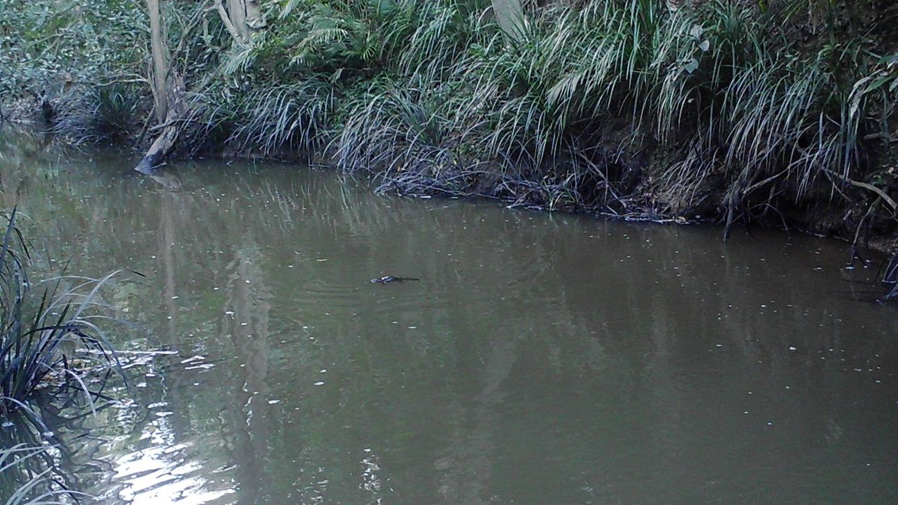 A platypus swims along a narrow, slow-moving creek bordered by dense vegetation, with only part of its body visible above the water’s surface near the centre of the image.