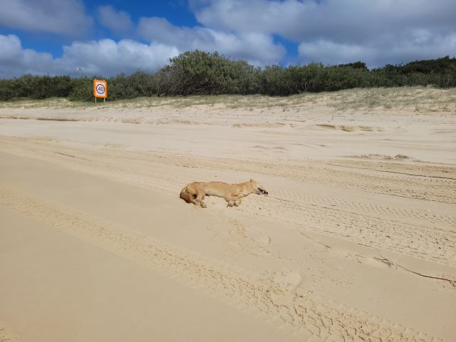 Photo of the wongari which was found deceased near a 40km/hour speed limit sign.