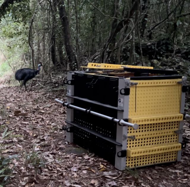 Wildlife Officers rescue a distressed cassowary near Cairns.