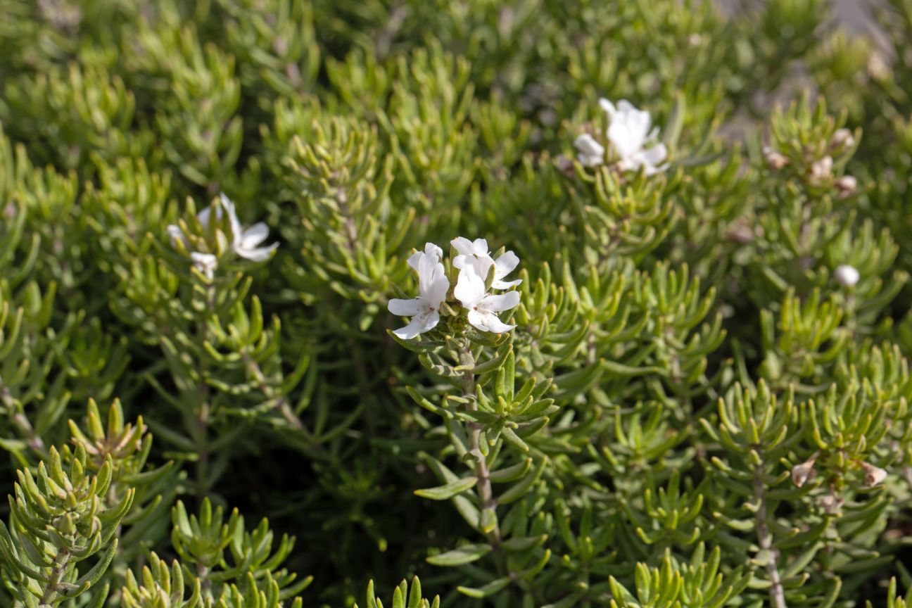 Flower of a coastal rosemary shrub, Westringia fruticosa 