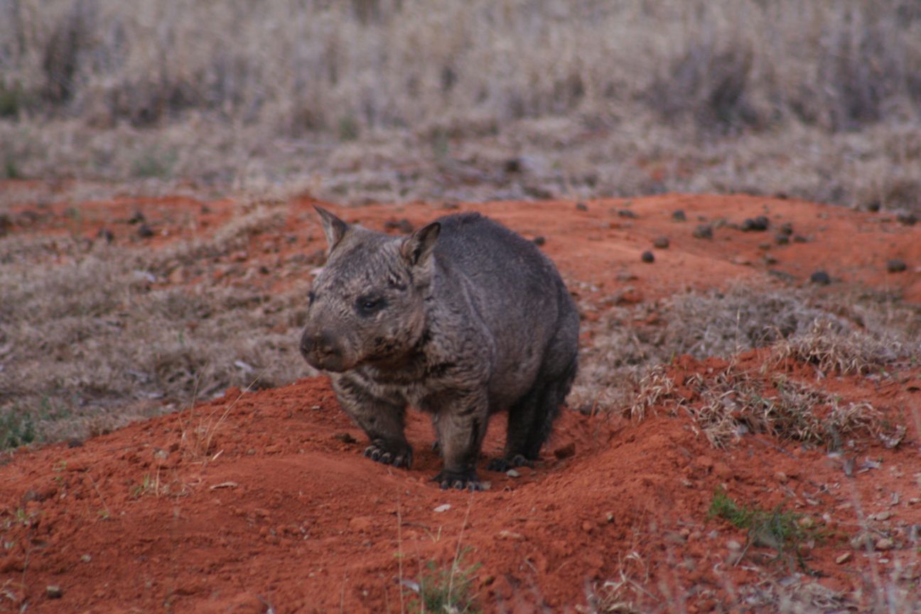 A portly northern hairy-nosed wombat standing on red dirt.