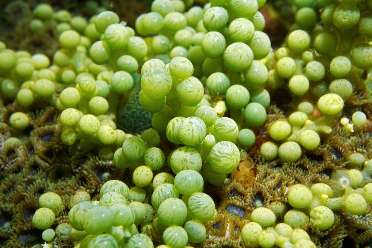 Green round alga, Caulerpa racemosa, commonly known as sea grapes, underwater.
