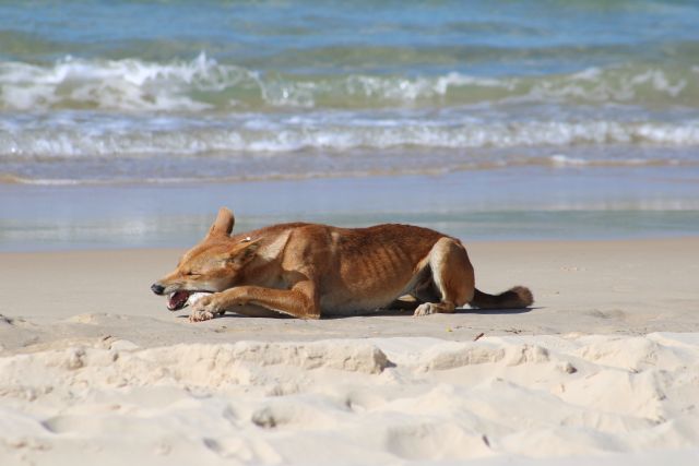 Photo of the dingo eating a fish at Waddy Point on K'gari which it was unlawfully fed