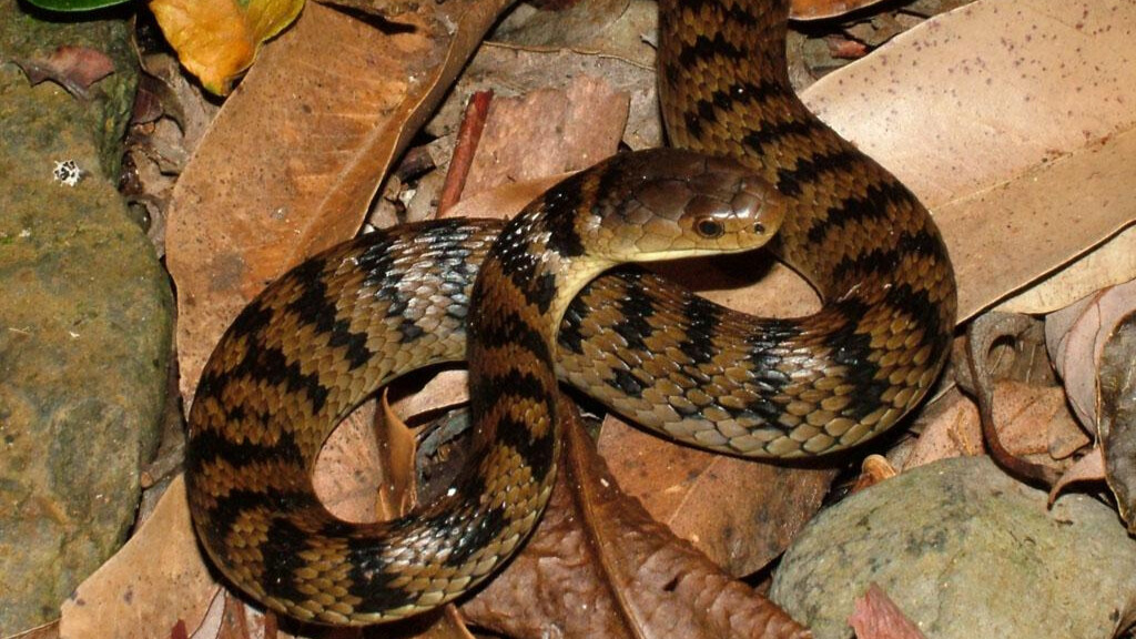 A rough-scaled snake coiled on dry leaves and a rock, displaying its characteristic black bands on a brown body. 
