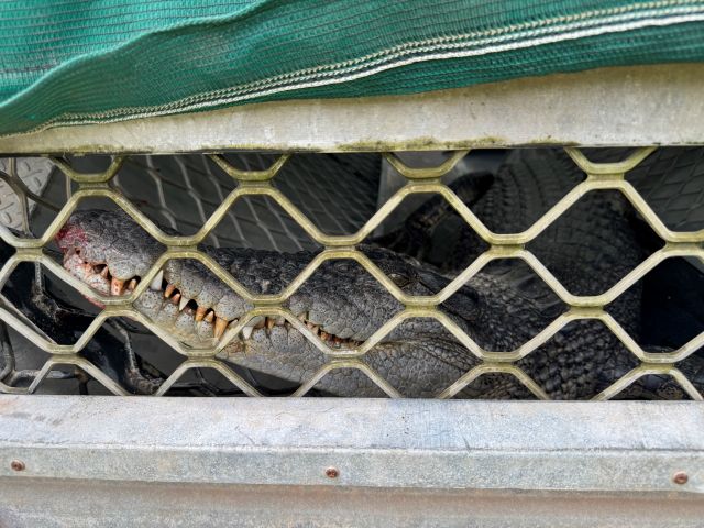 Crocodile head visible in trap