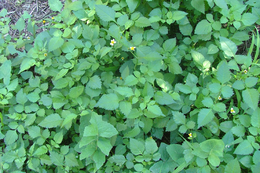 A cluster of bright green cobbler's pegs leaves
