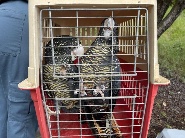 People cannot trade wildlife without the correct permits. These birds were surrendered to the department.