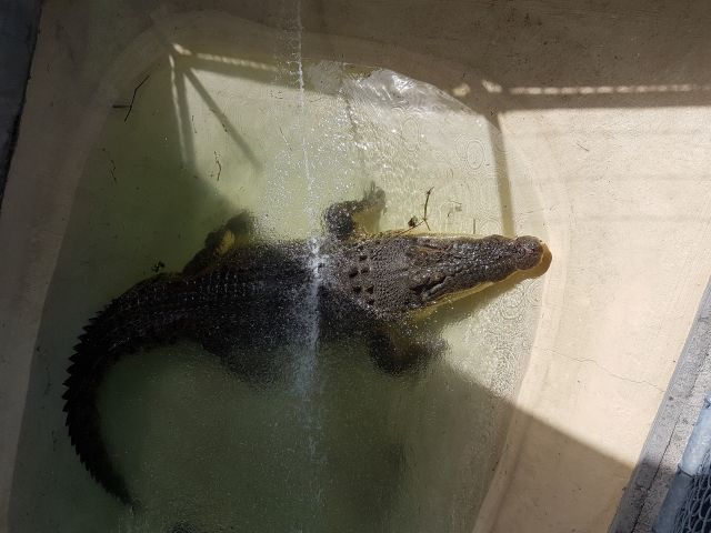 The 4.2m crocodile is an icon crocodile and must be used for educational purposes.